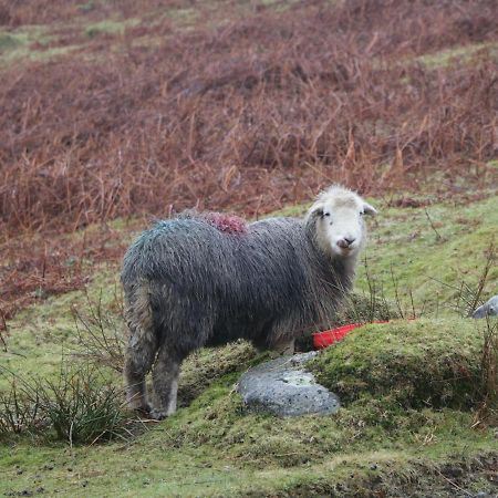 Dalesway Cottage Windermere Buitenkant foto