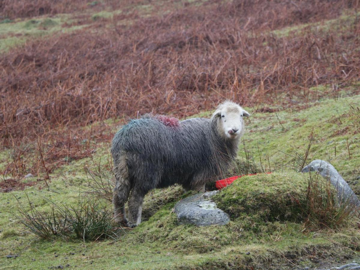 Dalesway Cottage Windermere Buitenkant foto